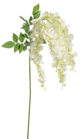Halúzka wistéria Japan white